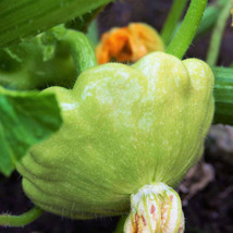 Benning&#39;S Green Tint Patty Pan Seeds Bush Scallop Squash Vegetable Seed  - £4.69 GBP