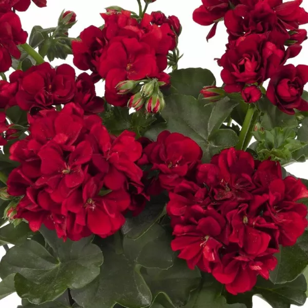 10 Double Red Geranium Seeds Hanging Basket Flowers Seed Flower 328 Fresh - £6.24 GBP