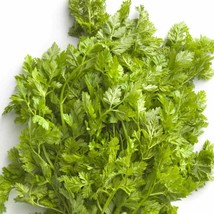 Chervil 100 Seeds Beautiful Garden Fresh USA Garden - $8.17