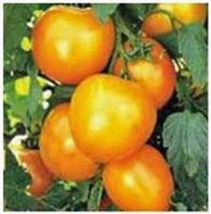 Grow In US Tomato Seeds Tomato Seeds Garden Collection 4  Heirloom  - £10.06 GBP
