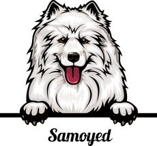Samoyed Peeking Vinyl Decal Sticker UV &amp; Water Proof Water Bottle Bumper... - $109.41 MXN