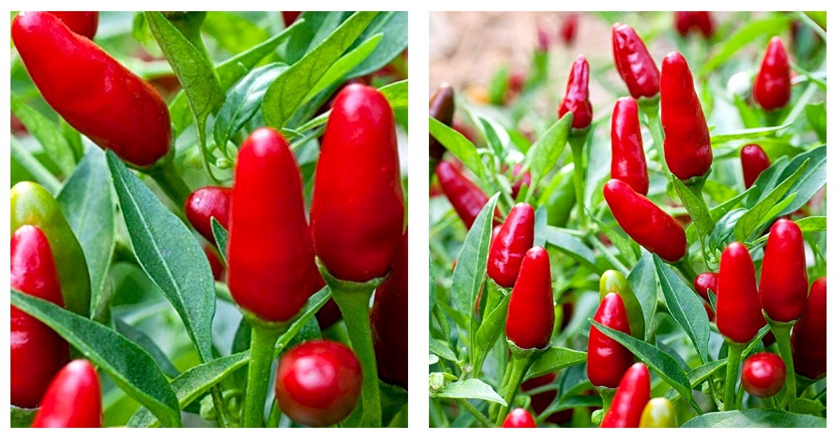 Primary image for Thai Hot Pepper Plant - 2.5" Pot - Extremely Hot!