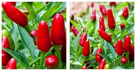 Thai Hot Pepper Plant - 2.5&quot; Pot - Extremely Hot! - £29.22 GBP