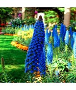 20 Pride of Madeira Seeds – Blue Echium Fastuosum Tower of Jewels Garden Plant - $25.19