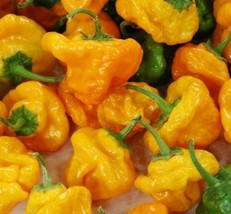 Yellow Scotch Bonnet Hot Pepper Seeds 30 Spicy Caribbean Culinary Home Garden - £5.84 GBP
