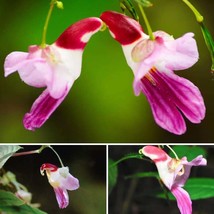 50 Seeds China Parrot Orchid Flower Seeds World High Grade Bonsai Seeds ... - $5.96