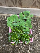 (6) MIX Water Hyacinth &amp; Lettuce Koi Pond Floating Plants Algae LARGE Jumbo 6” - £29.04 GBP