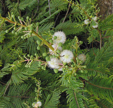Acacia Angustissima Prairie Acacia Fresh Seeds - £14.83 GBP