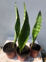 AIR PURIFIER SANSEVIERIA (MOTHER-IN-LAW-TONGUE) medium (1 X 6&quot;-10&quot;) - $19.97