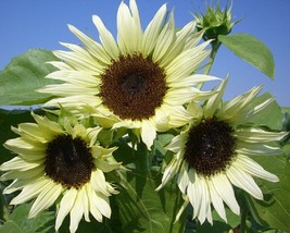 Moon Shadow Sunflower Seeds Of Seeds Fresh Garden Usa Seller - £8.53 GBP