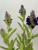 Lavandula stoechas - Purple Lavender - Live Plant 2” Pot - Houseplant - FREESHIP - £30.36 GBP