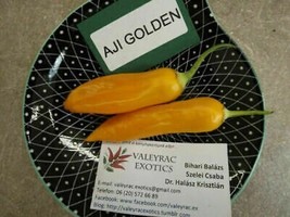 Aji Golden Chili - 5+ Seeds - CH 144 - £2.39 GBP