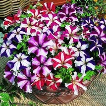 USA SELLER 50 Pelleted Seeds Tango All Star Mix Petunia Seeds Flower Seeds - £15.37 GBP