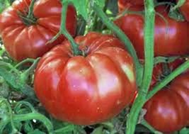 Tomato, Giant Belgium, Heirloom, Organic 100 Seeds, Delicious Large Tasty Fruit - £3.11 GBP