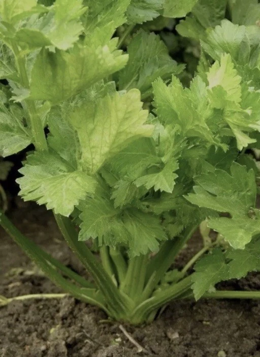 1500 Plus Tall Utah Celery Seeds-Non GMO-Open Pollinated - $4.60