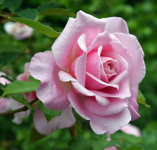 4&quot; pot  Belinda&#39;s Dream Shrub Rose Pink Blooms Repeat Bloomer - £41.30 GBP