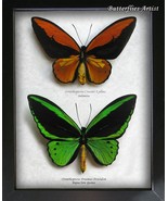 Real Golden Emerald Birdwing Butterflies Ornithoptera Croesus Priamus Sh... - $5,421.08 MXN