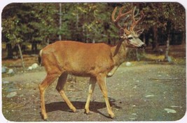 Postcard Deer Close To Highland Inn Algonquin Park Ontario - £1.68 GBP
