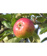 SML Blackberry Plants Plug Plants Collection 1 Caddo 1 Triple Crown 1 Ch... - $4,643.85 MXN