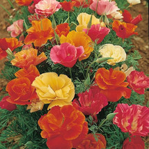 Simple Pack 400 seed  California poppy mission bells - £5.57 GBP