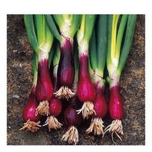 HGBO 100 Seeds Red Welsh Bunching Onion Seeds Nongmo From US - £6.88 GBP