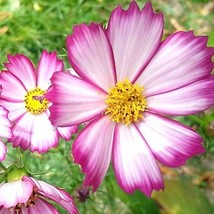 New Fresh Seeds Cosmos Picotee Sensation Mother Natures Seeds Butterflies 100 Se - £4.60 GBP