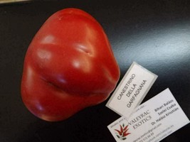 Canestrino della Garfagnana Tomato - 10+ seeds - P 281 - £2.36 GBP