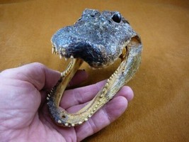 (G-Def-129) 5-1/8&quot; Deformed Gator Alligator Aligator Head Teeth Taxidermy Gators - £38.33 GBP