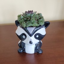 Raccoon Planter with Succulent, Live Plant Gift, Hens and Chicks, Sempervivum image 2