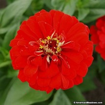 Septh Zinnia- Super Yoga- 100 Seeds- Bogo 50% Off Sale - £4.78 GBP