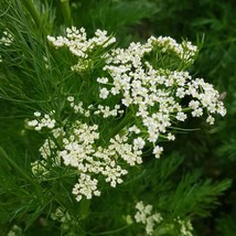 Fresh New 500 Caraway Seeds #77 - £12.89 GBP