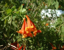 5 Pc Seeds Orange Bells Plant, Tecoma stans Orange Jubilee Seeds for Planting RK - £15.10 GBP