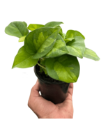 Pothos &#39;Global Green&#39;-4&quot; Pot - $660.98 MXN
