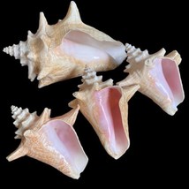 Conch Shell Natural Seashell Lot of 4 Pink 4”-9” Harvest Hole - £54.29 GBP