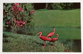 Scarlet Ibis Tropical Jungle Gardens Sarasota Florida Koppel UNP Postcard 1970s - £3.92 GBP