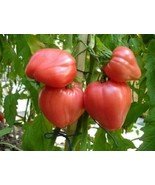 Russian Pink Honey Tomato - Rozovy Myod - 5+ seeds - P 098 - £1.59 GBP