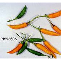 Capsicum Baccatum Usda #593605 Hot Peppers  10 Seeds  Garden Beautiful USA SELLE - $5.60