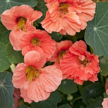 10 Tropaeolum Majus Flower Aw95028-19 Gardening USA SELLER - £10.78 GBP