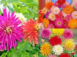 300+GIANT Cactus Zinnia Mix Summer Flowering Annual Cut Flowers Seeds Fast Easy - £13.35 GBP