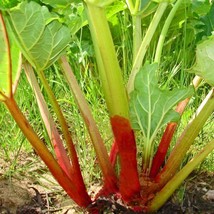 Gun-el Rhubarb Victoria(Rheum) 25 Seeds  - £3.80 GBP