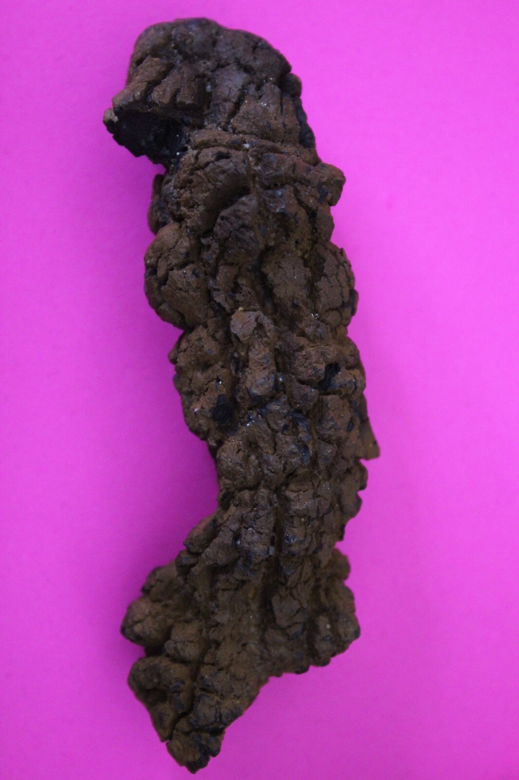 Giant Lizard Poop 5 Million Years Old Coprolite Genuine Fossil Dino Girl... - $29.99