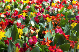 5 Mixed Canna Lily Generalis Mix Colors Red Yellow Hummingbird Flower Seeds Fres - $15.00