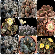 Titanopsis Mixed Succulents Seeds - $20.94