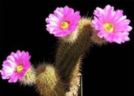 HOT Echinocereus spinigemmatus @J@ exotic flowering color rare cactus seed 100 S - £15.18 GBP