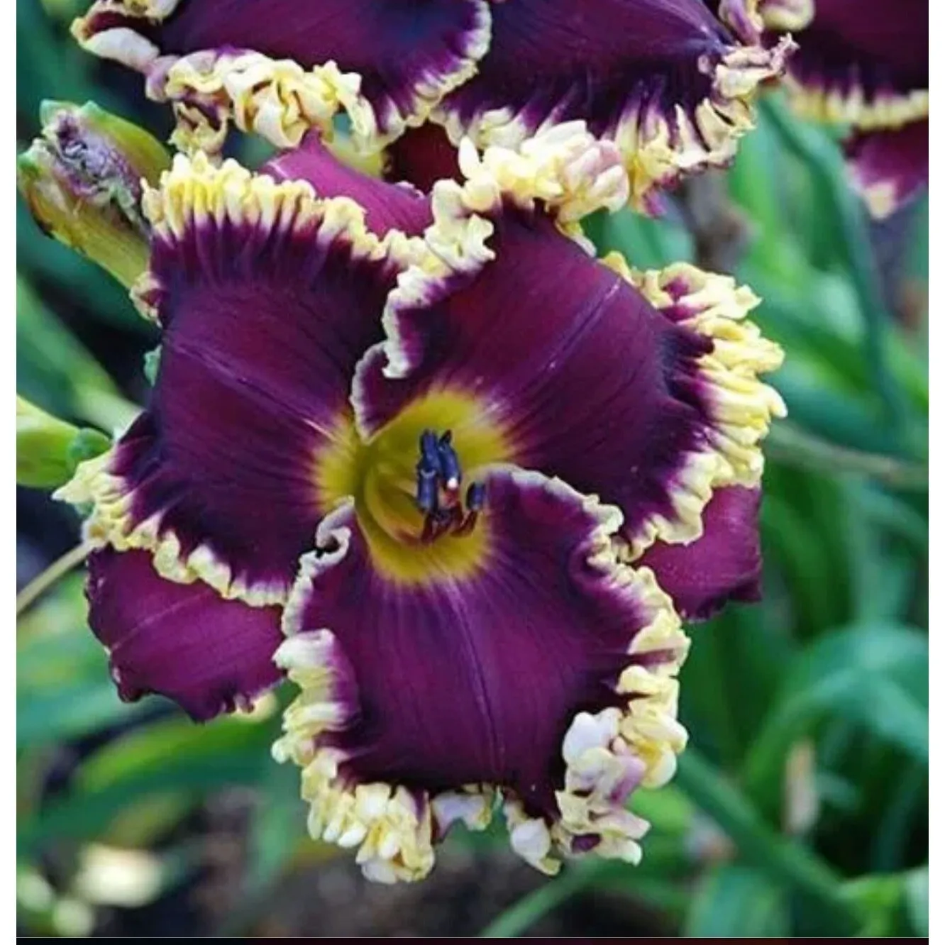  50 Seeds Daylily Hybrid Flowers Seeds Non GMO Fast Shipping US - $10.99