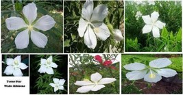 White Texas Star Shaped True Perennial Hibiscus Bush Total 20 Seeds Garden Beaut - $8.97