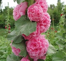 25 Double Cotton Candy Hollyhock Seeds Perennial Flower Seed Flowers 852 From US - £8.62 GBP