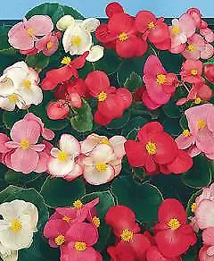 Begonia Super Olympia Mix 1,000 seeds - £21.84 GBP