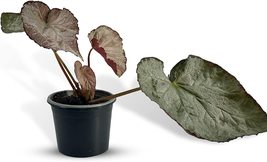 Begonia Rex Purple Tango By Leal Plants Ecuador|Begonia Rex Purple Tango Plant - £15.98 GBP