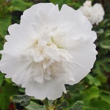 30 + Blanco Gigante Danish Doble Malvarrosa Semillas De Flor/Flores Perennes - £10.50 GBP